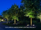 treelighting
