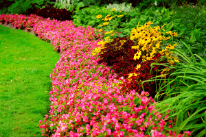 Mount Pleasant Landscaping Company