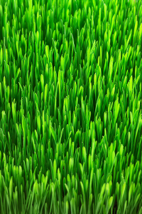 Lawn Dethatching in Racine