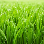 Racine Lawn Fertilization