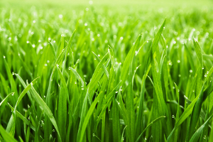 Racine Lawn Fertilization