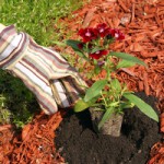 Racine Mulching Services & Flower Bed Maintenance