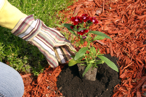 Racine Mulching Services & Flower Bed Maintenance