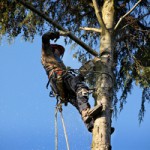 Racine Bush and Tree Trimming