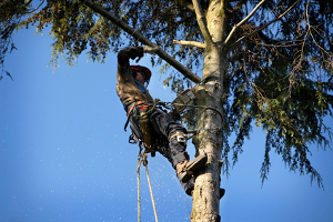 Racine Bush and Tree Trimming