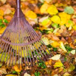 Seasonal Yard Clean Ups in Racine