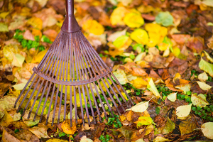 Seasonal Yard Clean Ups in Racine